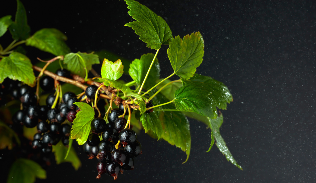 Značaj crne ribizle za zdravlje čoveka