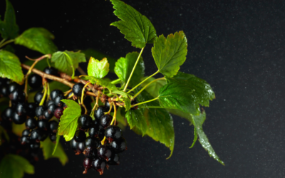 Značaj crne ribizle za zdravlje čoveka
